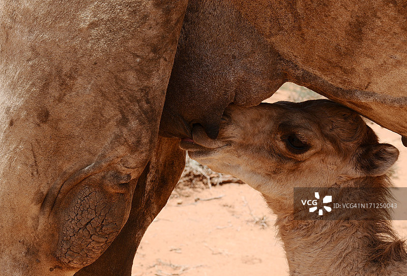 小骆驼吮吸，布劳，索马里兰图片素材