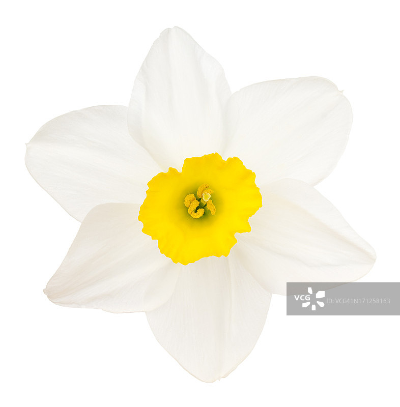 水仙花图片素材