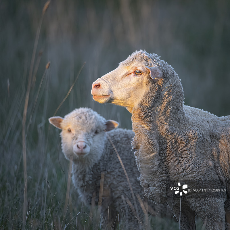 牧场里的美利奴羊图片素材