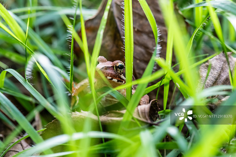 落叶中伪装的山地棕蛙图片素材