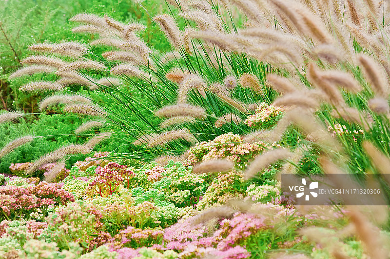 景天属植物和狼尾草-IV图片素材