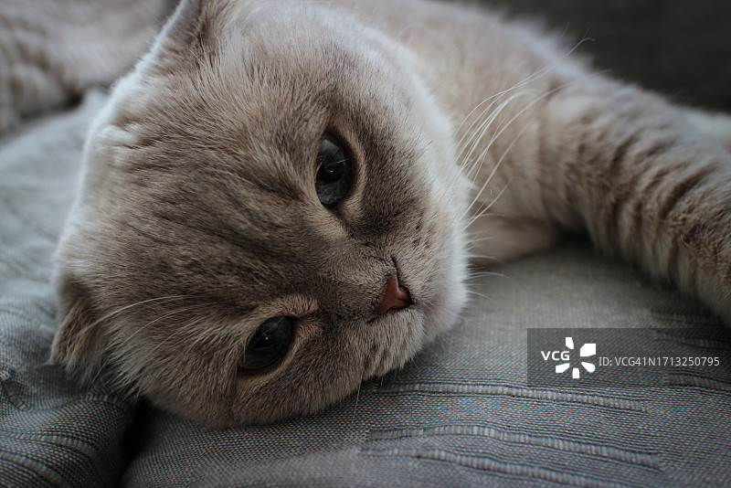 休息中的苏格兰折耳猫图片素材