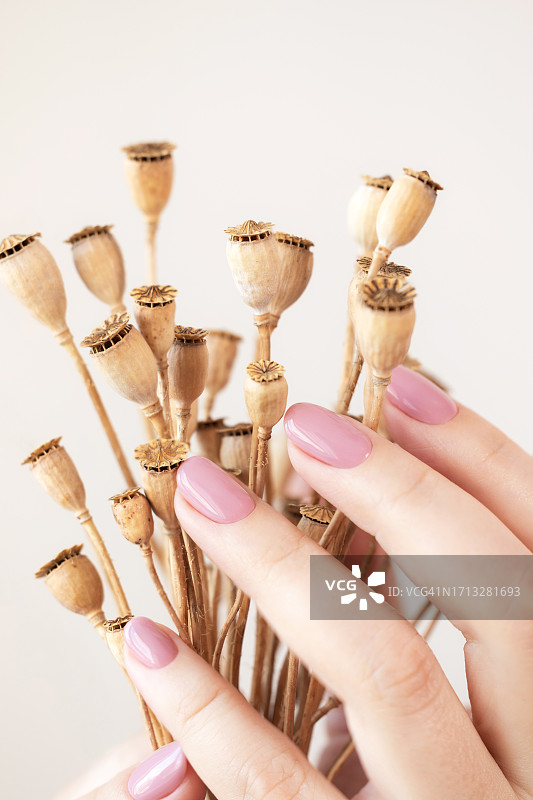 手持干燥的罂粟花，粉色凝胶美甲图片素材