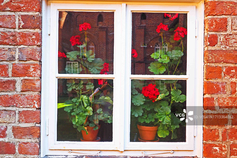 老砖墙上带红色天竺葵的窗户图片素材