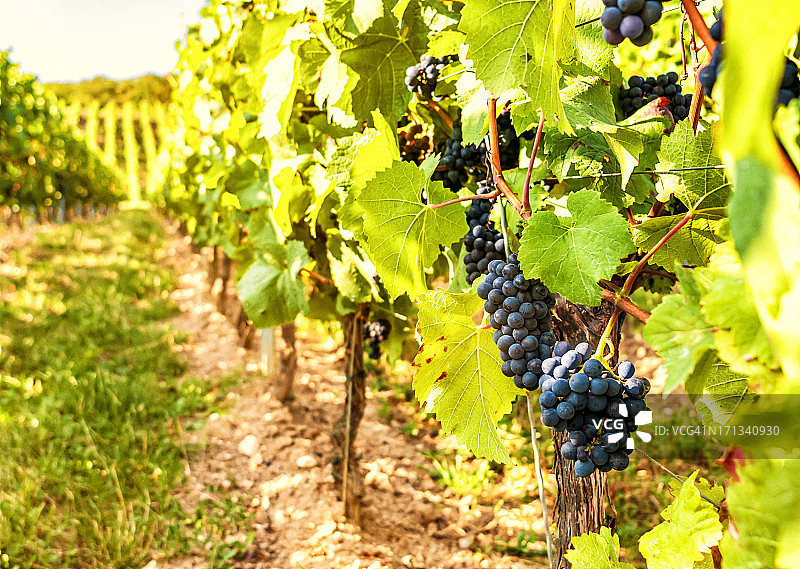 黑葡萄图片素材