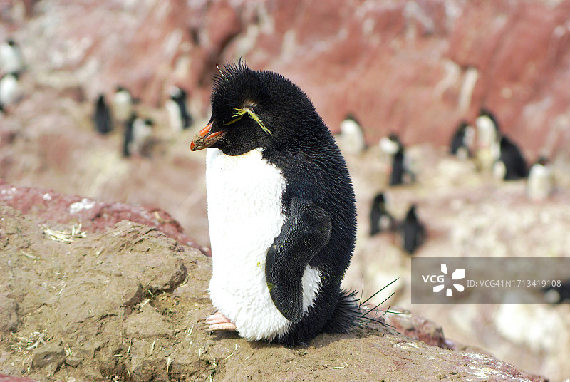 企鹅岛上的跳岩企鹅图片素材