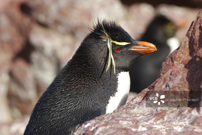 企鹅岛上的跳岩企鹅图片素材