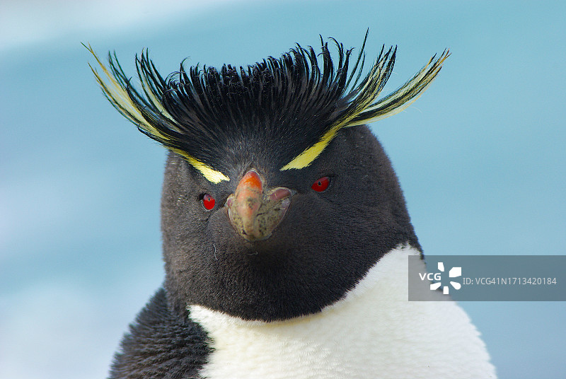 企鹅岛上的跳岩企鹅图片素材