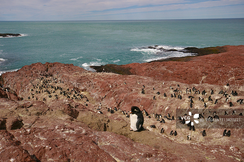 企鹅岛上的凤头黄眉企鹅图片素材