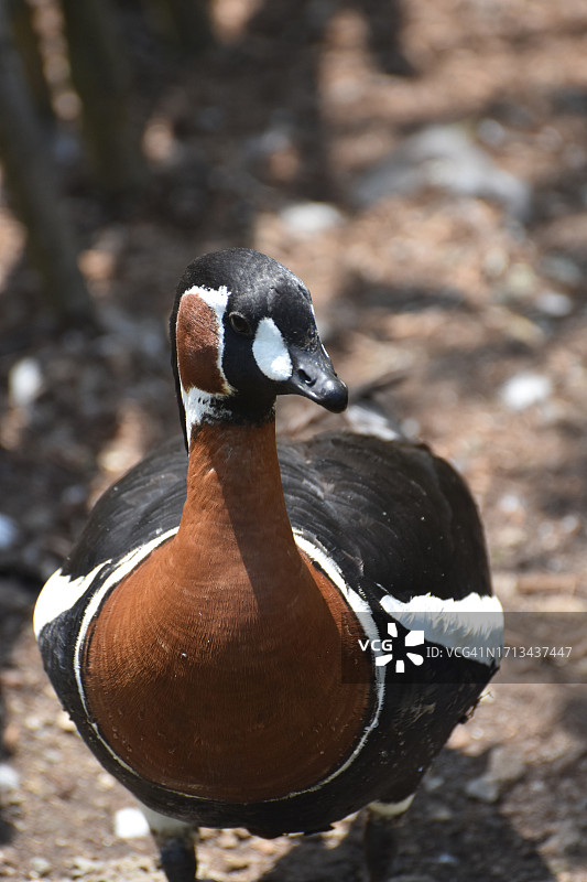 栖息在田野上的水鸭特写图片素材