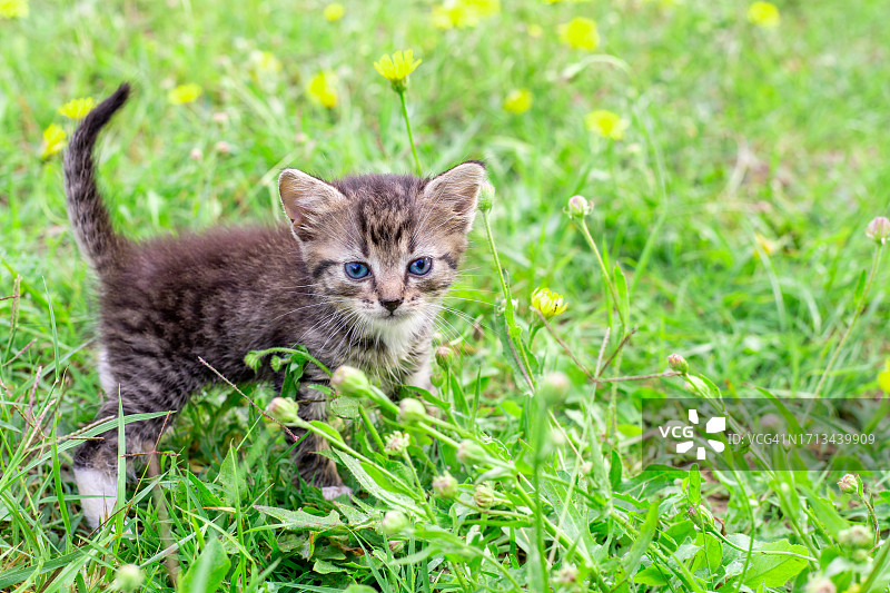 草地上的小猫照片图片素材