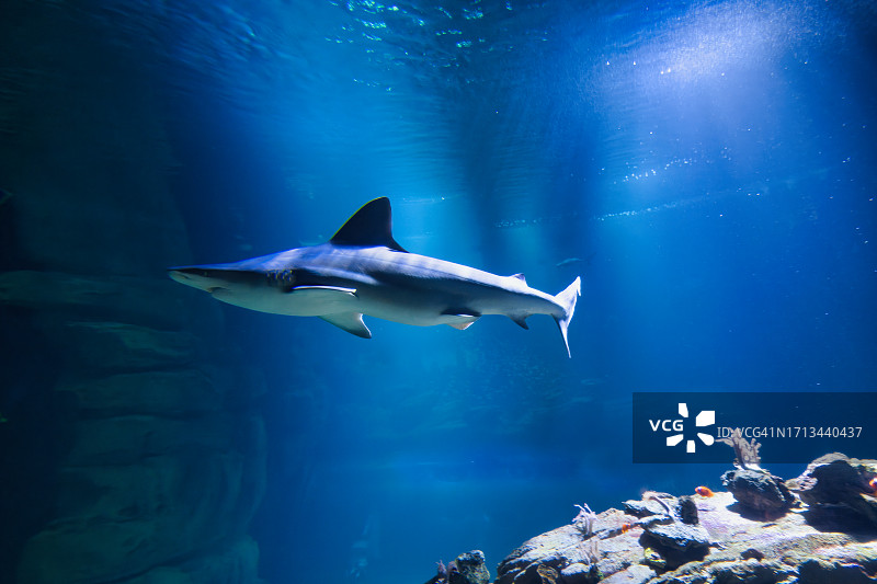 仰视海中鲨鱼图片素材