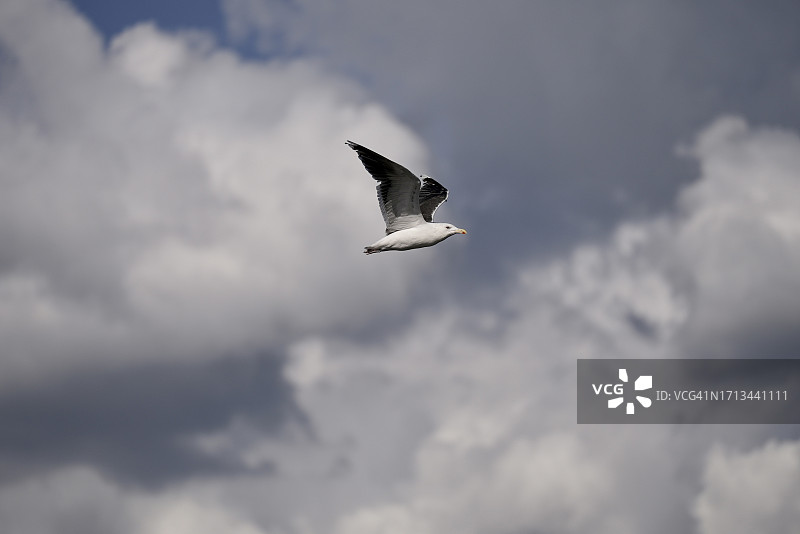 仰视飞翔的海鸥，背景是多云的天空图片素材