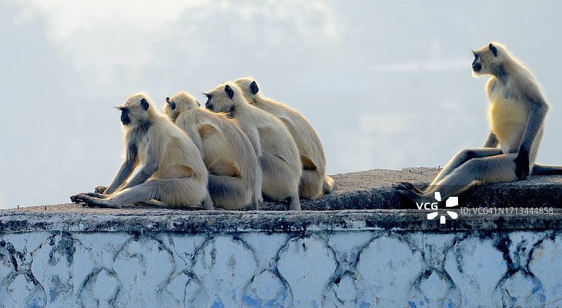 猴子坐在挡土墙上的特写图片素材