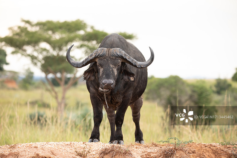 犀牛站在田野上图片素材