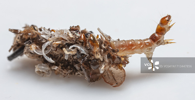 白色背景上的对虾特写图片素材