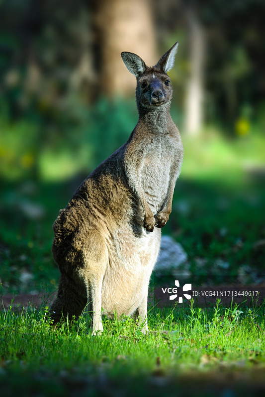 袋鼠在草地上休息图片素材