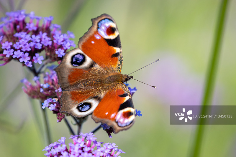 蝴蝶在紫色花朵上授粉的特写图片素材