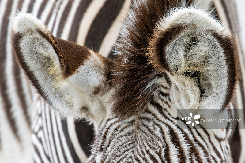 鸟的特写图片素材