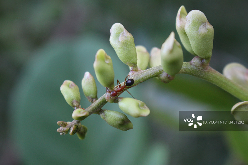 美国佛罗里达州植物上的芽特写图片素材