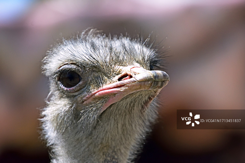 普通美洲鸵鸟特写图片素材