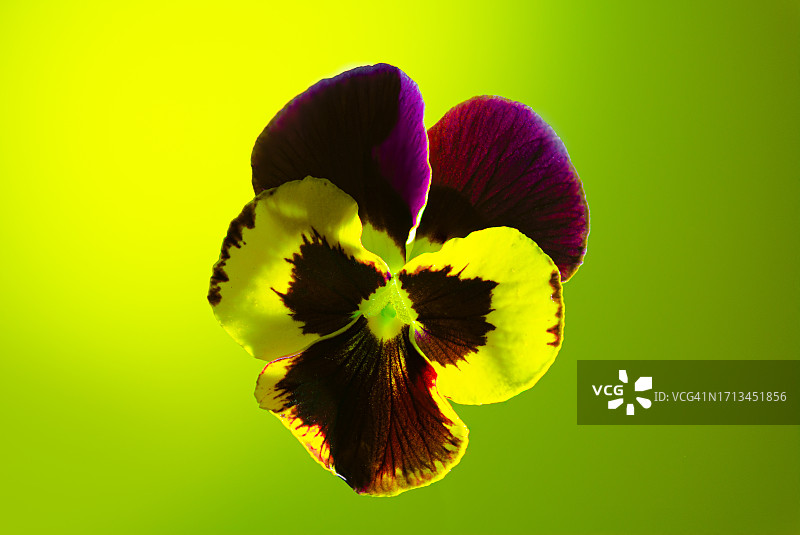 黄色花朵特写，背景为天空，葡萄牙图片素材