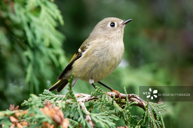 鸣禽栖息在树枝上的特写图片素材