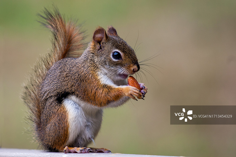 美国北卡罗来纳州高地吃食物的灰色美洲红松鼠特写图片素材