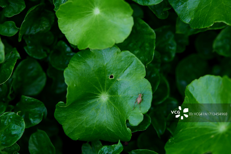 绿叶的全帧镜头图片素材