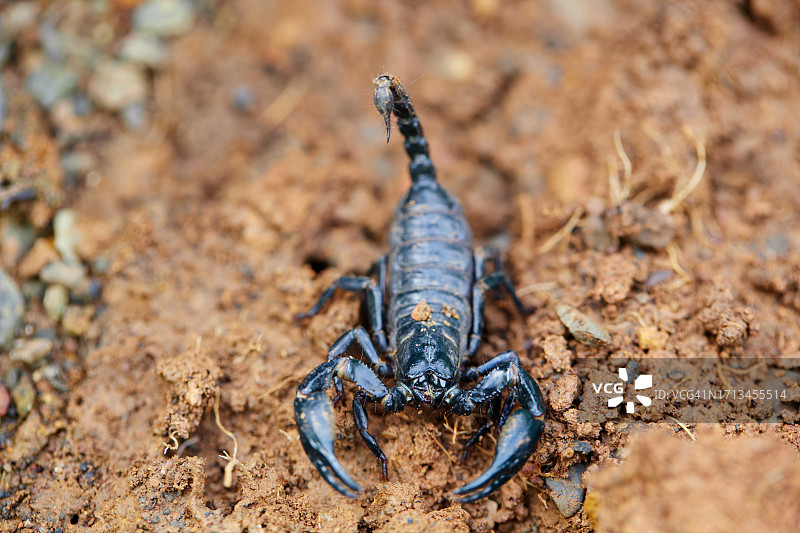 田野上蜥蜴的高角度视图图片素材