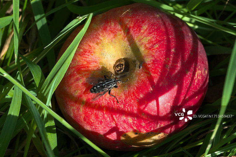 田野上的苹果特写图片素材