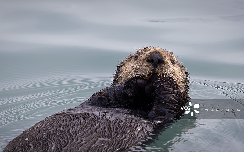海中游泳的海豹特写，美国阿拉斯加州苏厄德图片素材