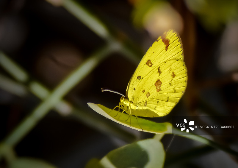 蝴蝶在树叶上的特写图片素材
