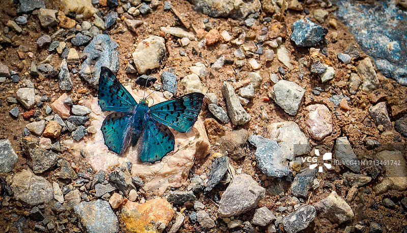巴西圣保罗岩石上的蝴蝶俯视图图片素材