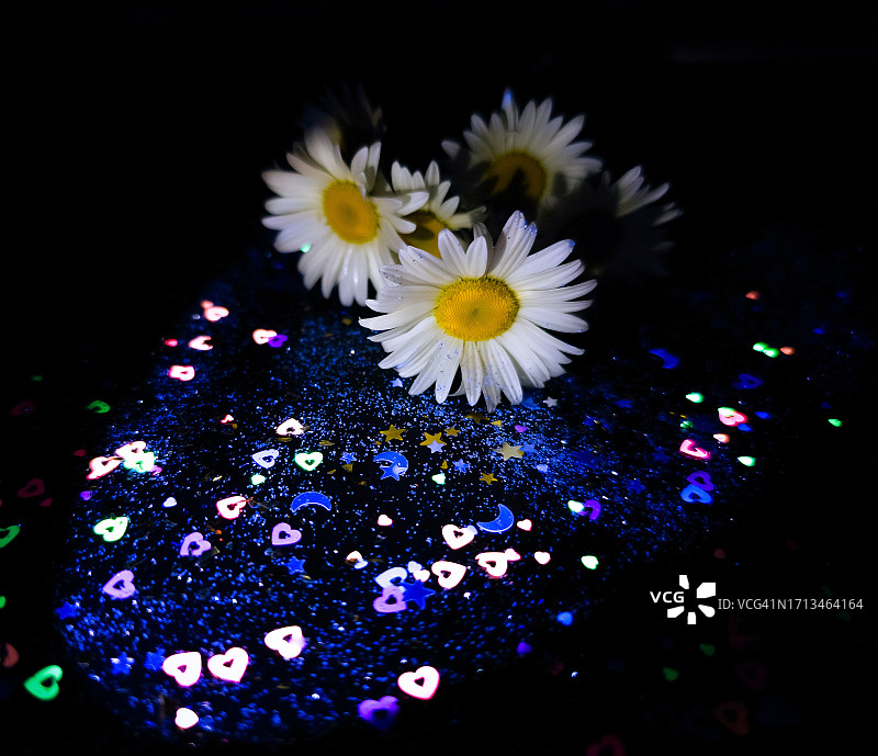 黑色背景下的白色雏菊花朵特写，美国纽约州布法罗图片素材