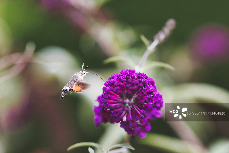 蝴蝶在紫色花朵上授粉的特写图片素材