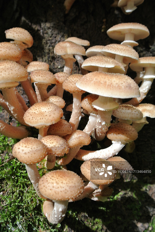 田间生长的蘑菇特写图片素材