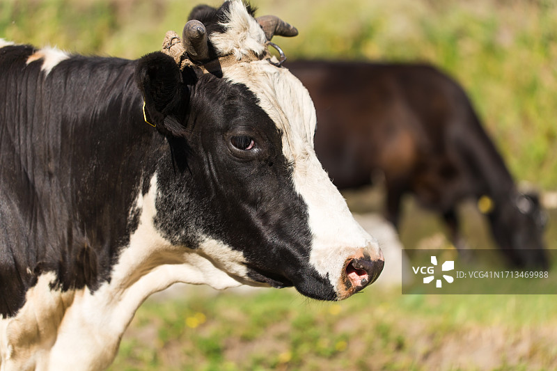 田野上奶牛的侧面照图片素材