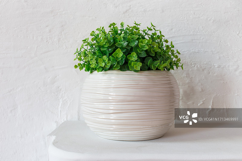 靠墙的桌子上的盆栽植物特写图片素材