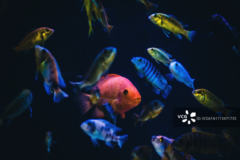 水族箱中游动的热带鱼特写图片素材