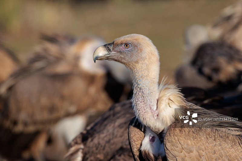 栖息在田野中秃鹫的特写图片素材