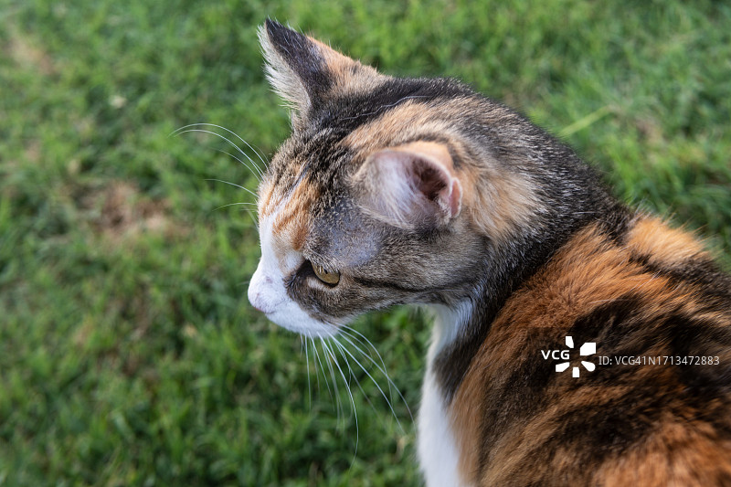 猫咪在田野上的特写，美国加利福尼亚州弗雷斯诺图片素材