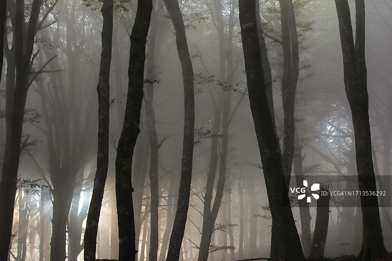 雾中日落时分的山毛榉森林背景图片素材