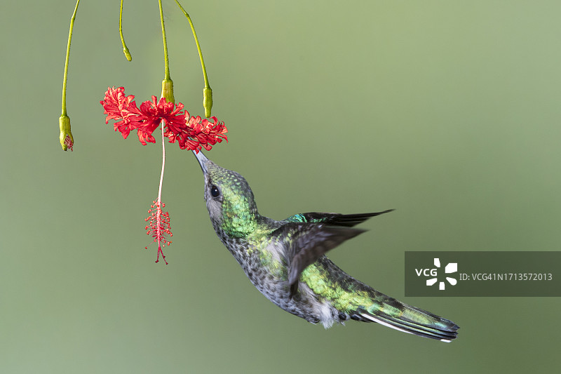 雌性蜂鸟在花上觅食图片素材