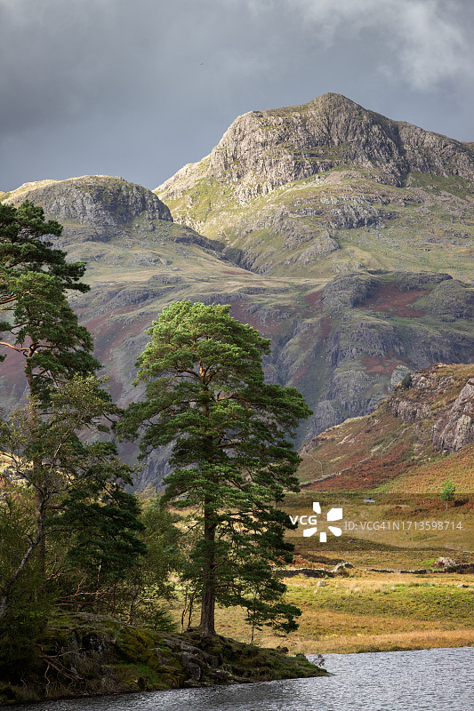 布莱亚湖畔的欧洲赤松，背景为朗代尔峰图片素材