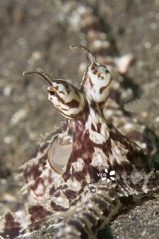 拟态章鱼眼柄特写图片素材