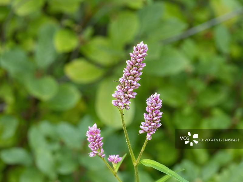蓼花图片素材