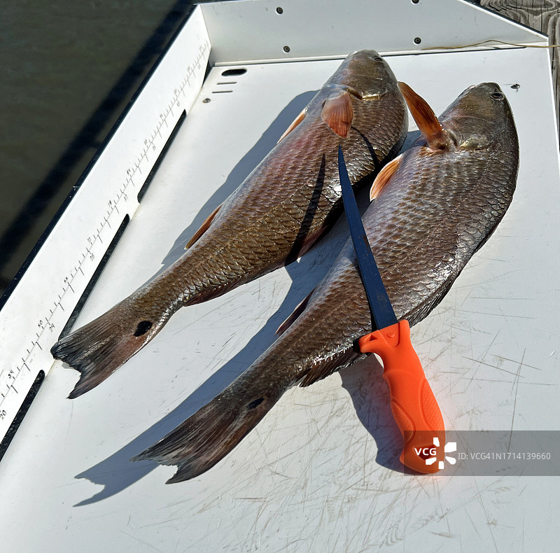 两条红鱼和鱼片刀图片素材