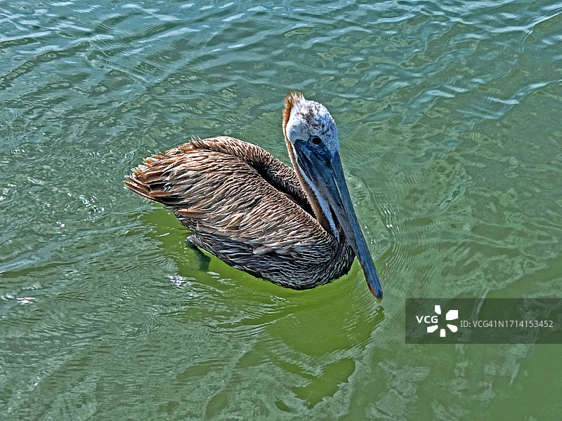 棕色鹈鹕特写图片素材