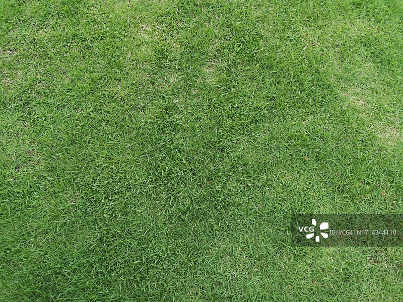 花园中的热带地毯草绿叶草坪背景图片素材